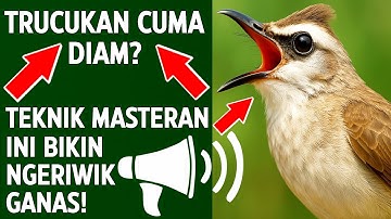 Masteran trucukan gacor ngalas tarung ropel paling bagus untuk pancingan trucukan agar bunyi nyaut