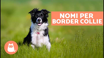 Che nome dare ad un Border Collie?