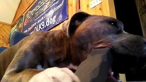 Toughest chew toy on Earth. Indestructibone.