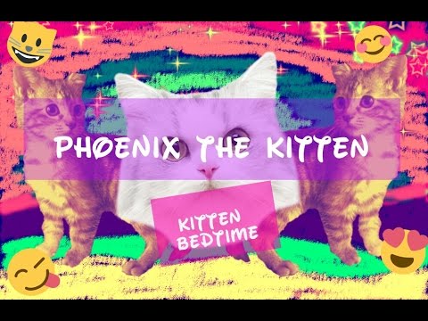 Phoenix the kitten-bedtime | Lisa Star