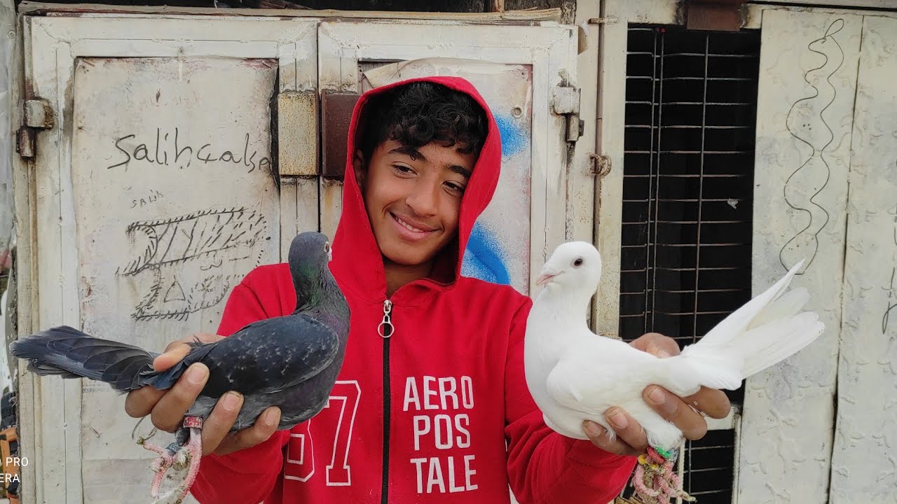 Küçük Cambaz Adana Güvercini Uçuruyor.