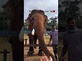 The pet i want to take home❤️|#elephant #petlover #coorg #missedvideotopost#diaries #gentlelove