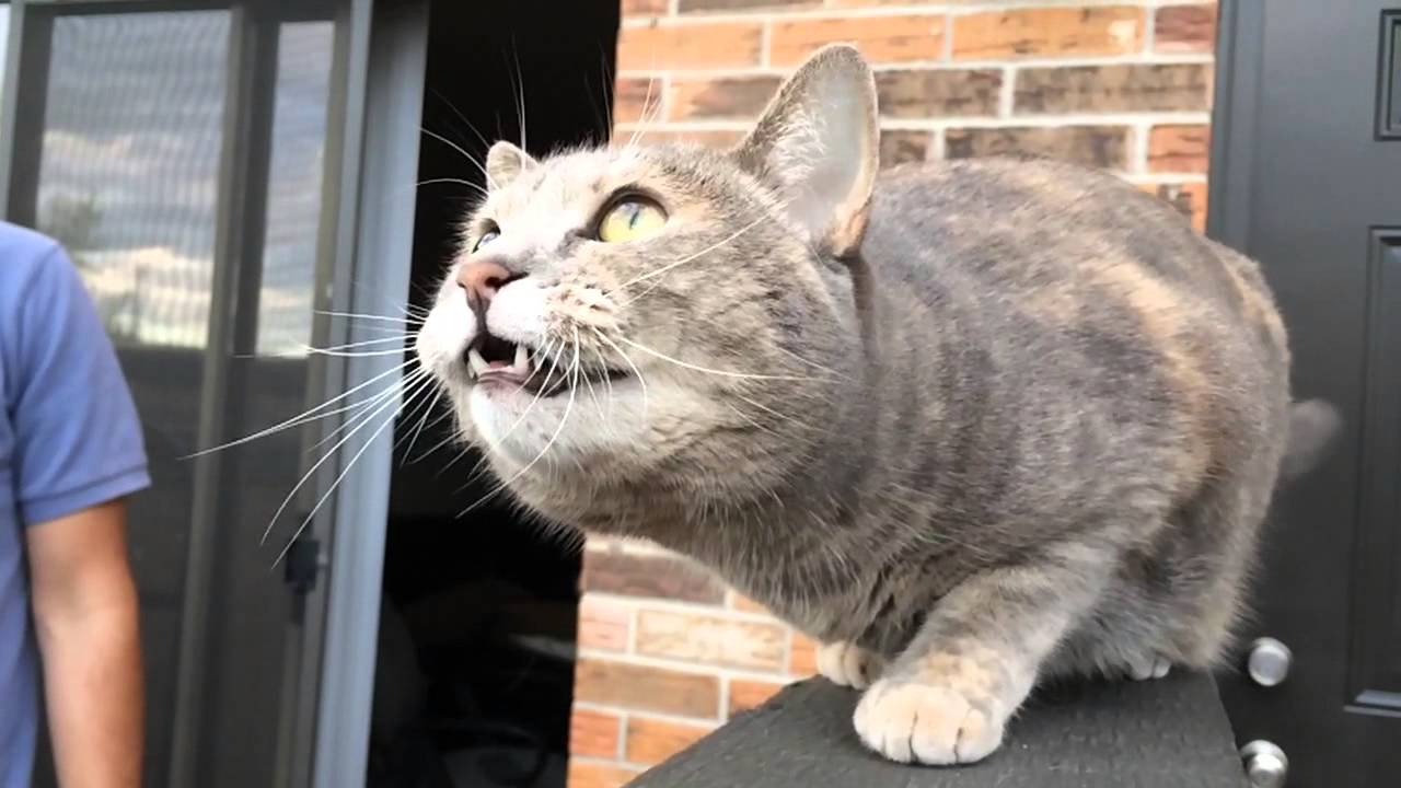 cat sees bird
