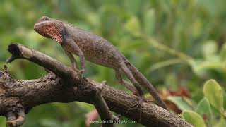 4K Mini Wildlife Moments: Lizards filmed on the new Sony A1 in 8K