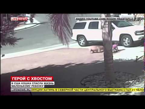 კატამ ბავშვი გადაარჩინა უნიკალური კადრები