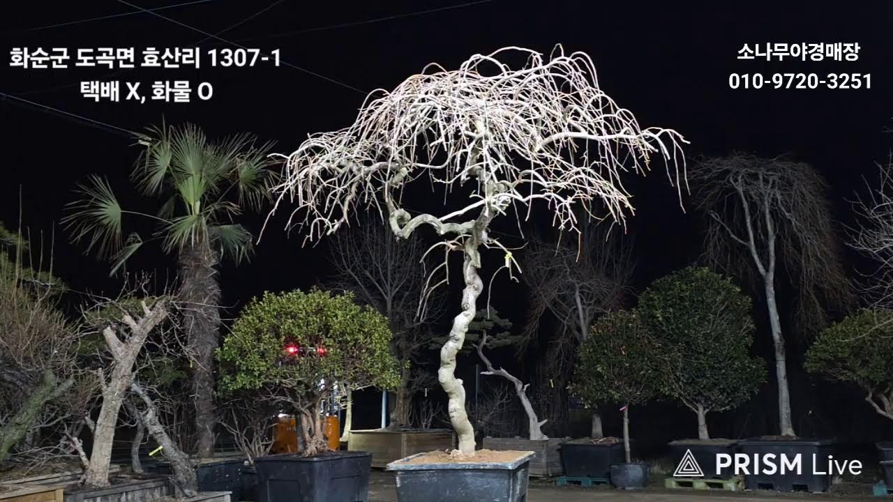 소나무야 경매장 26.2.27 라이브 방송