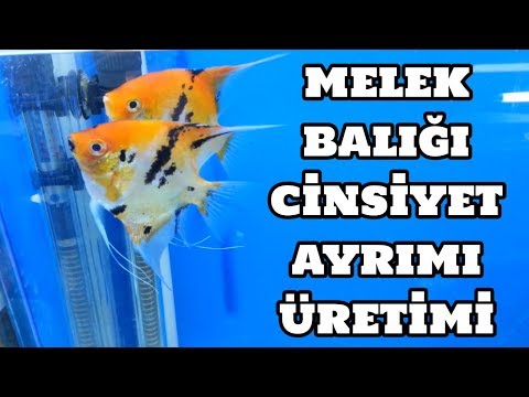 Melek Balığı Cinsiyet Ayrımı ve Üretimi