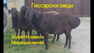 Гиссарские овцы Ходжи Исмоила Мирзорахимова. Отара на перегоне.