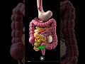 शरीर में खाना कैसे पचता है? | 2D Animated Digestion Process #shortsfeed
