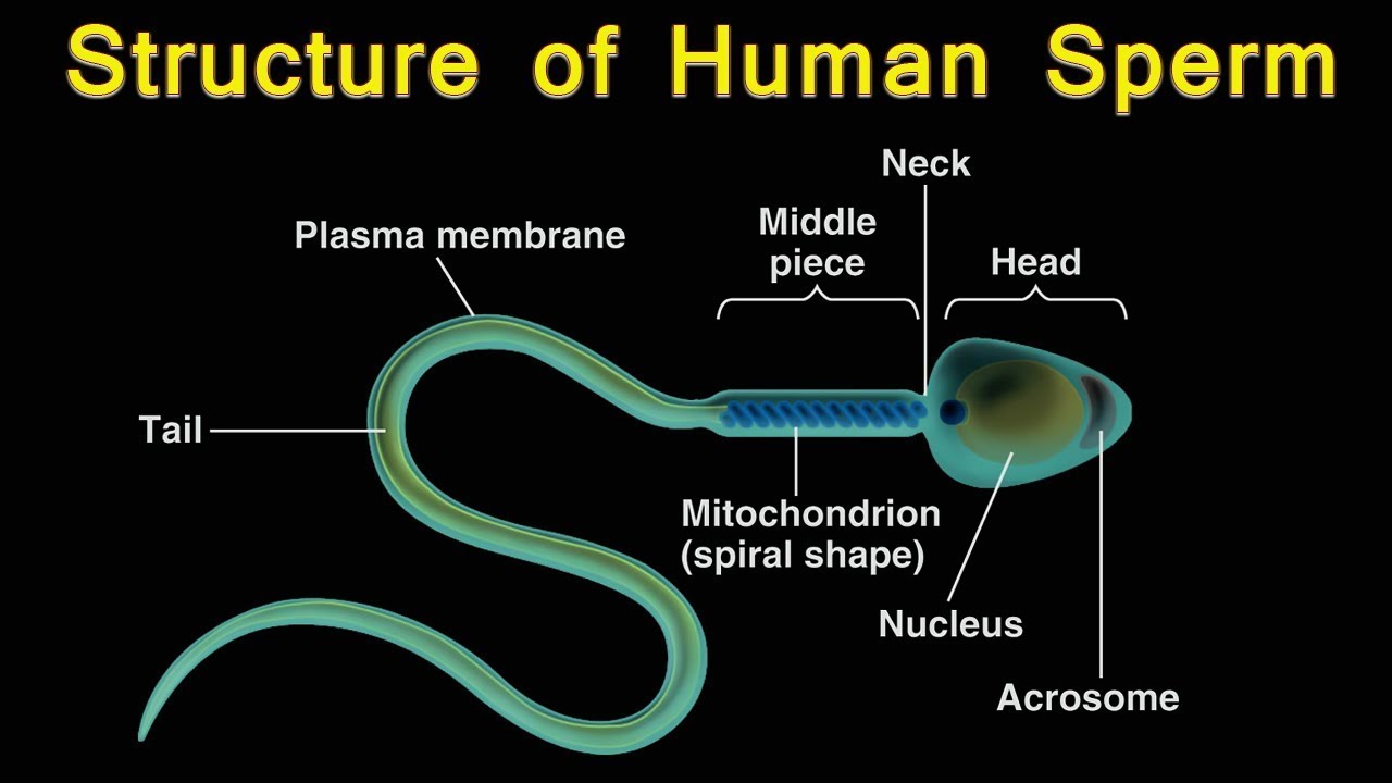 Structure of sperm, structure of human sperm, human sperm, structure of spe...