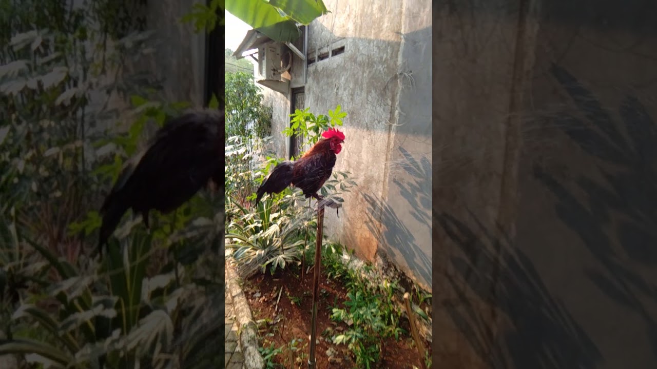 Cara merawat Ayam Kate 