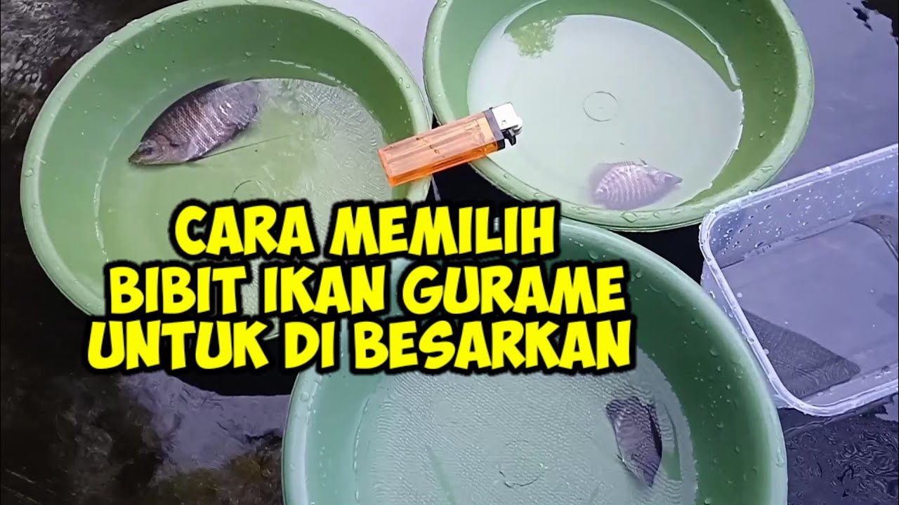 CARA SEDERHANA MEMILIH BIBIT IKAN GURAME UNTUK DI BESARKAN.
