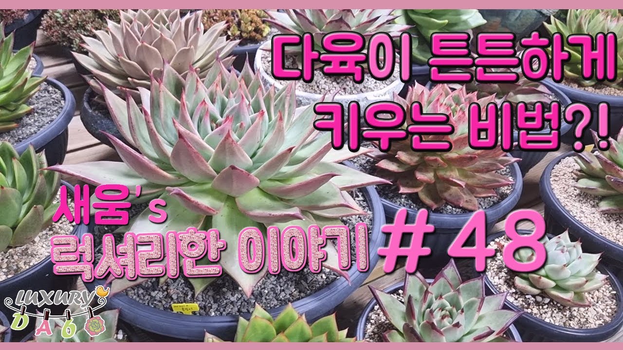 다육이 튼튼하게 키우는 비법?! 대품 창다육 관리는 이렇게! 새움의 럭셔리한 다육이야기 48탄! #럭셔리다육