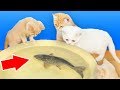 Raction des chats au vrai poisson vivant