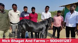 Beetal Male Shambu Sold from CG Jadhav Goat Farm