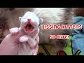 Adorable NewBorn Persian Kittens Hissing At Me! 😻