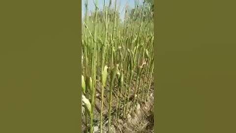 Locust Attack in India. Worst Attack in 27 years. Locust Swarm.