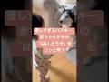 優しすぎるハスキー、赤ちゃんからの『はい、どうぞ』をじっと待つ Sweetest Husky Patiently Waits for Baby’s “Here You Go!