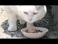 林崎漁港内地域猫ボスグループ2026 5 16a