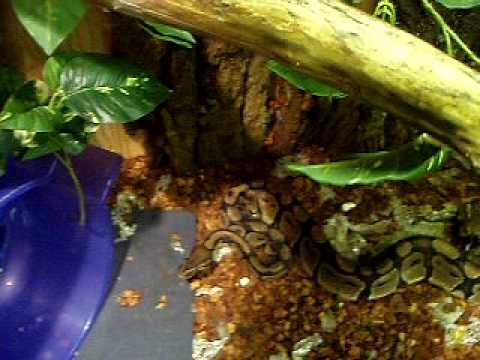 Python Eats Giant Sewer Rat