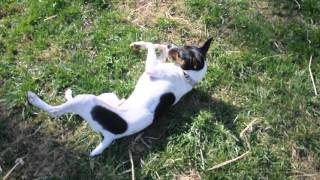 Rescue Pup - Decker, The Decker Rat Terrier Is Available.