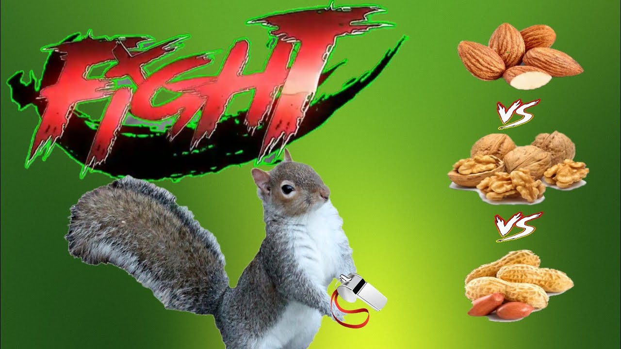 Sneaky the squirrel Almond vs Walnut vs Peanut YouTube