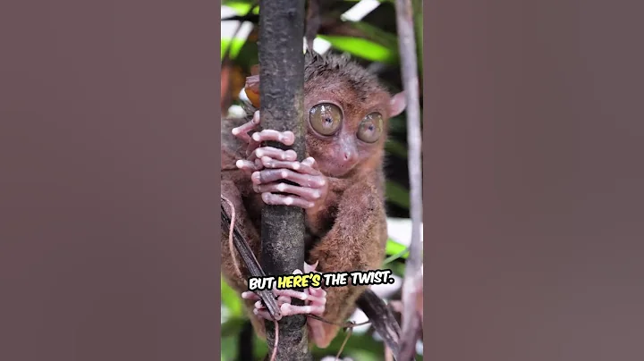 Why Can’t Tarsiers Move Their Eyes? #tarsier #shorts #didyouknow #animals #wildlife #funfacts