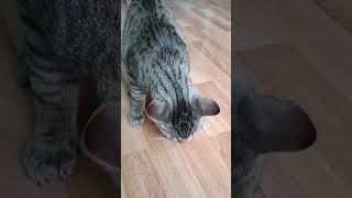 Funny Max has his own style when he eats his favorite food #funnyvideo #funnycats #playfullcats