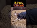 安心した馬の姿。