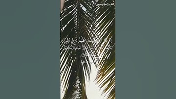 يَا أَيُّهَا الَّذِينَ آمَنُوا صَلُّوا عَلَيْهِ وَسَلِّمُوا تَسْلِيمًا(٥٦) القارئ إسلام صبحي