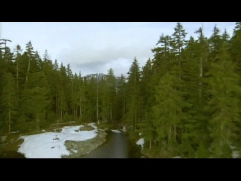 Video: Waarom is de houtindustrie belangrijk in Canada?