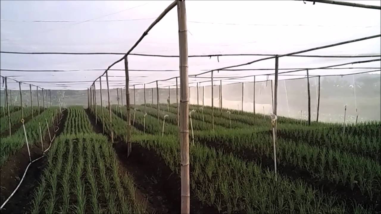 Pelaksanaan Teknis Budidaya Bawang Merah [PART 2] 