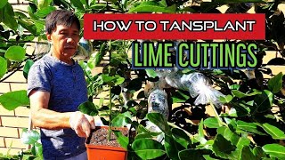 Special Method For Growing Lime Trees From Cuttings - Easy And Fast