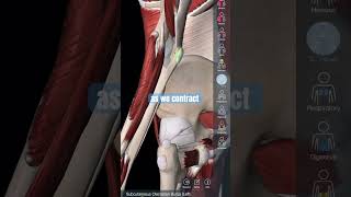 What Bursitis is & Why it Happens #anatomy #hippain #bursitis