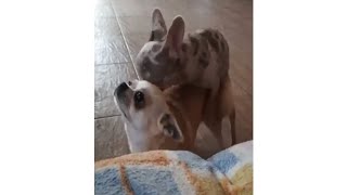 French Bulldog Mating With Chihuahua