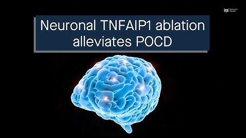 Neuronal TNFAIP1 ablation reduces SNAP25 breakdown to alleviate postoperative cognitive dysfunction