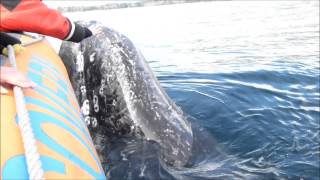 Grey Whale Close Encounter April 6, 2014