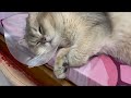 1 year old cat Pepper twitching and dreaming while sleeping on bed wearing Elizabethan collar