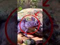 Kehebatan Axolotl #faktaunik #shortvideo