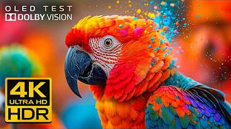 UNBELIEVABLE 4K HDR OLED TEST | Dolby Vision • 4K Video ULTRA HD (4K/8K TV Demo)