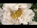 白い花のブルース(平野こうじ)~ZENZI