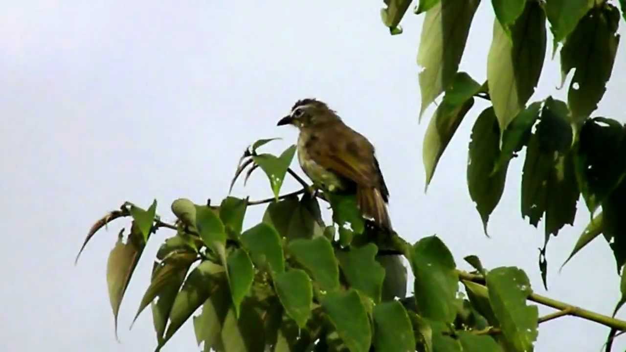 White-browed Bulbul ( Pycnonotus luteolus)