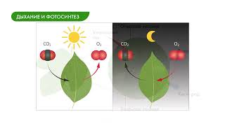 Дыхание корней и листьев
