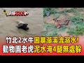 竹北2水牛困暴漲溪流溺水「頭部快滅頂」！新竹動物園老虎泥水淹4腿無處躲【頭條600秒】