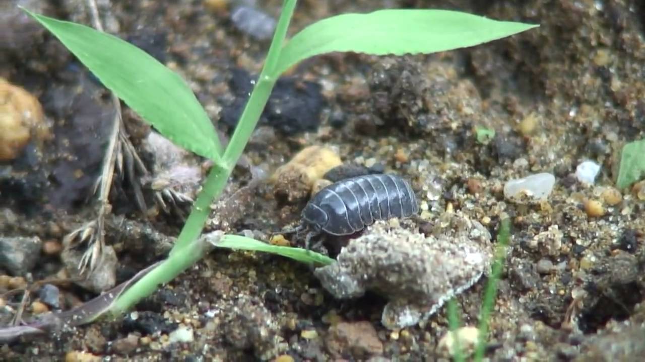 ダンゴムシ 食べ物