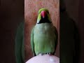Говорящий попугай. Ожереловый попугай разговаривает и имитирует разные звуки.