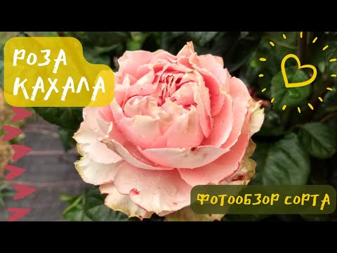 Краткий обзор розы Кахала (Kahala) - YouTube