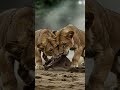 Extreme Überleben_ Jäger Welpen