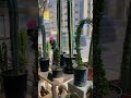 Boutique plant relocates to downtown Colorado Springs