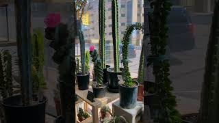Boutique plant relocates to downtown Colorado Springs